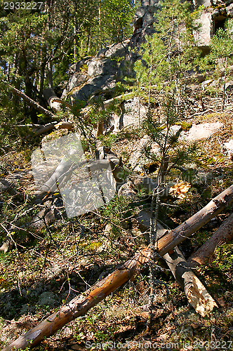 Image of Forest