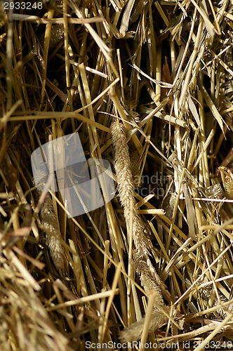 Image of Wheat