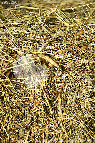 Image of Wheat