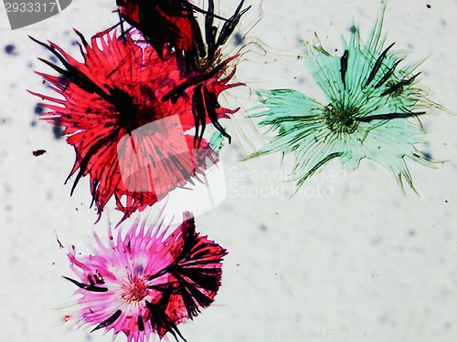 Image of Apple micrograph