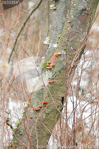 Image of Polypore