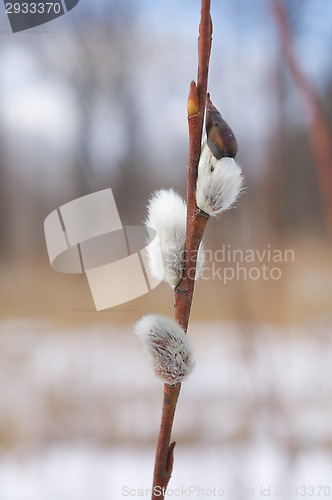 Image of Cat paws