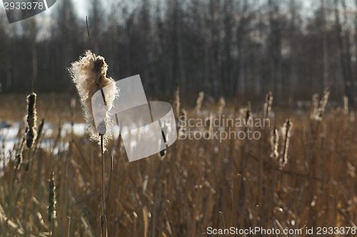 Image of Typha