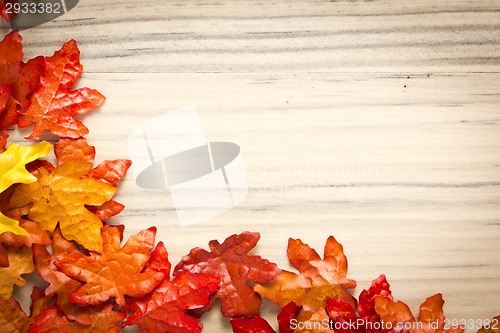 Image of foliage, autumn leaves