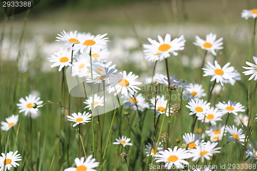 Image of daisy field