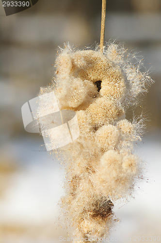 Image of Typha