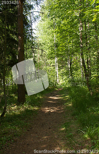 Image of Forest
