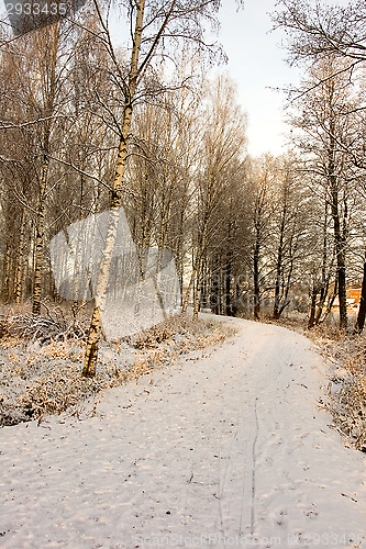 Image of Winter