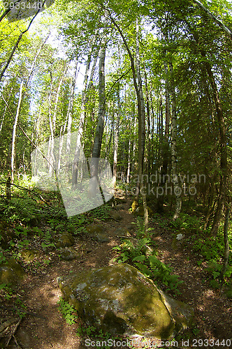 Image of Path in the forest