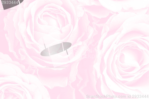 Image of Background of roses