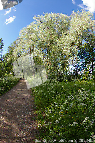 Image of Summer