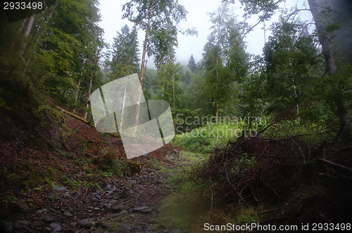 Image of Alpine forest nature