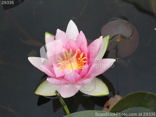Image of Waterlily