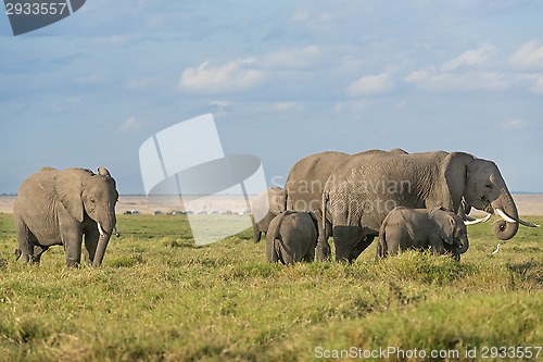 Image of African Elephants