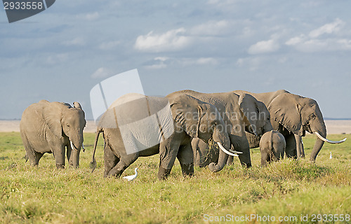 Image of Elephants of Amboseli National Park