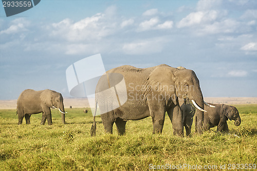 Image of African Elephants on pasture