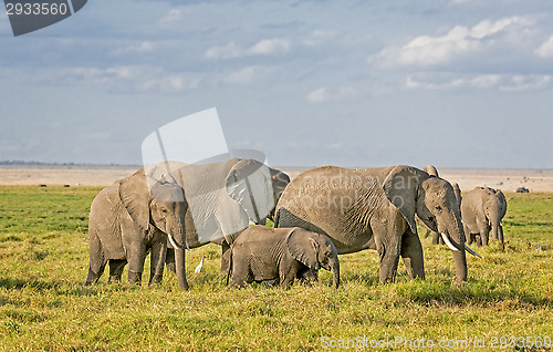 Image of African Elephants 