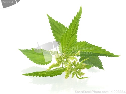 Image of nettle