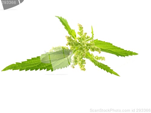 Image of nettle