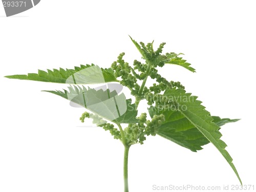 Image of nettle