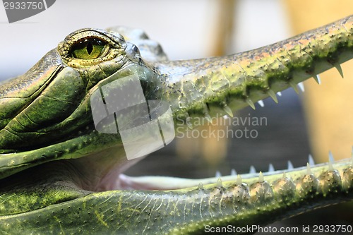 Image of small crocodile, aligator (gavial)
