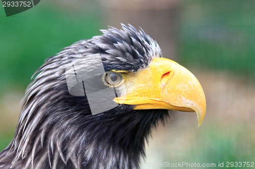 Image of head of big black eagle 