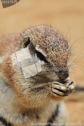 Image of exotic squirrel 