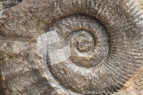 Image of ammonite fossil background