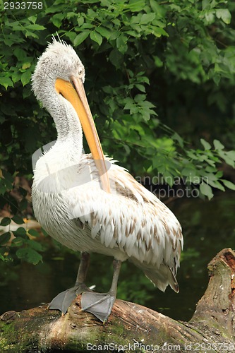 Image of pelican is resting 