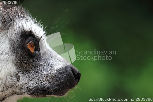 Image of head of lemur monkey 