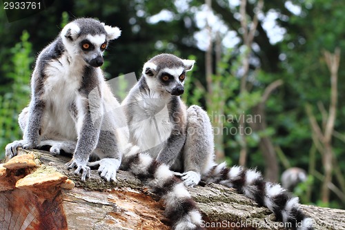 Image of two lemur monkeys are resting
