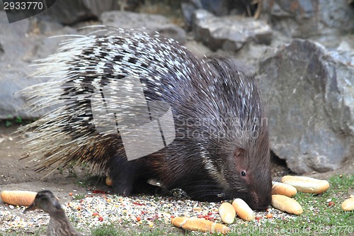 Image of porcupine animal 