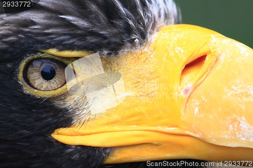 Image of head of big black eagle 