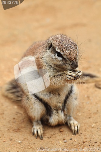 Image of exotic squirrel 