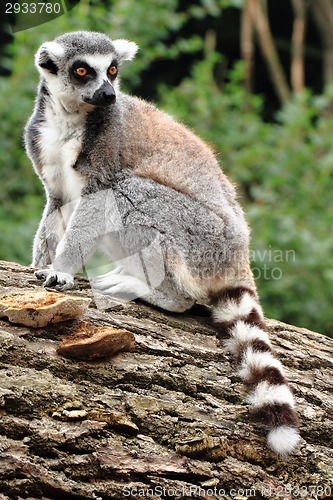 Image of lemur monkey is resting