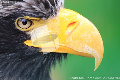 Image of head of big black eagle 