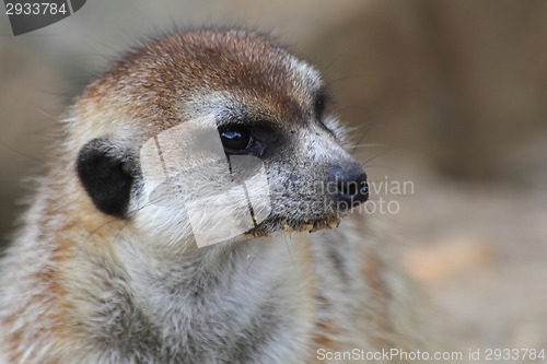 Image of suricata face 