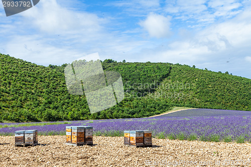 Image of Beehive close to lavander field