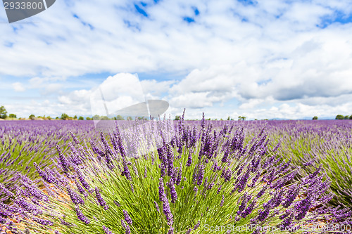 Image of Lavander field