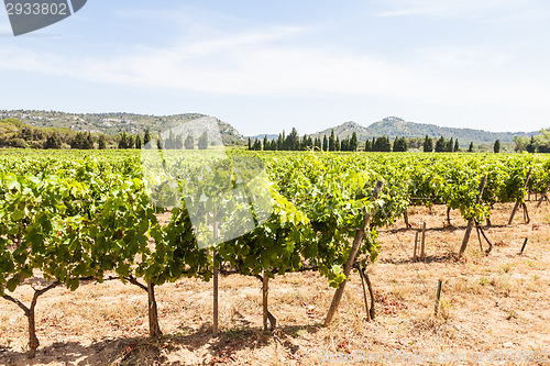 Image of Provence vineyard