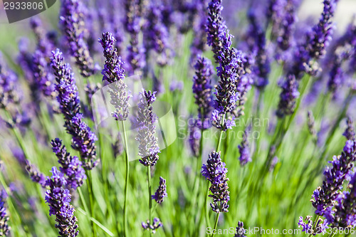 Image of Lavander field