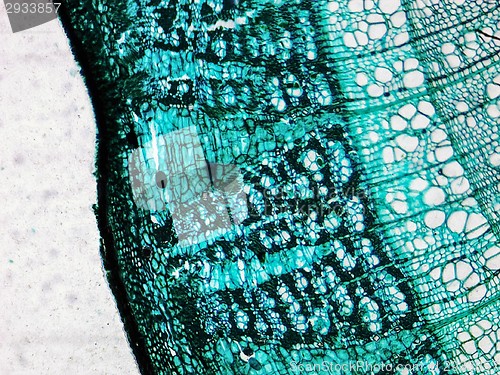 Image of Pine Wood micrograph