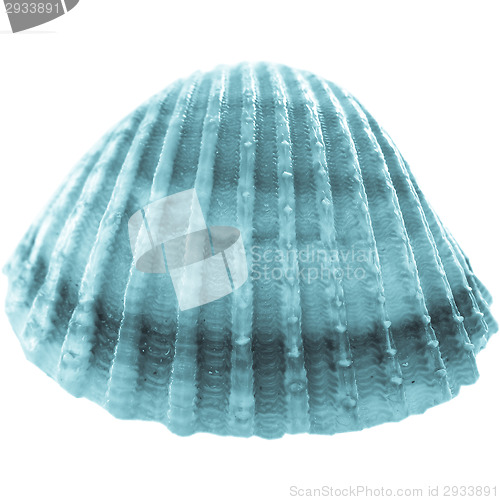 Image of Shell picture