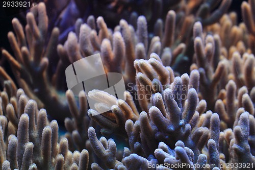 Image of coral background 