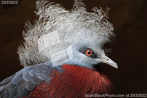 Image of exotic bird - goura scheepmakeri