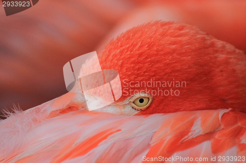 Image of flamingo head 