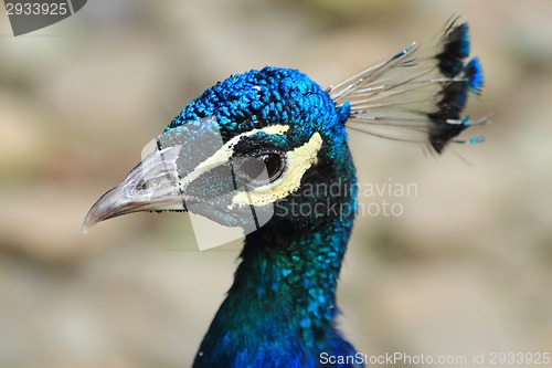 Image of head of peacock 