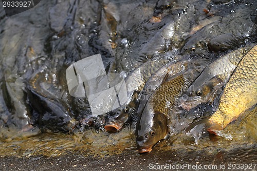 Image of hungry carp fishes 