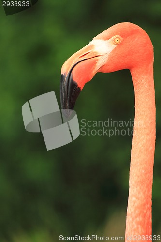 Image of flamingo head 