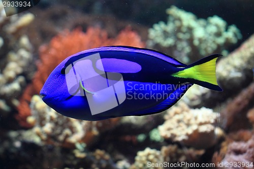 Image of blue and yellow exotic fish 